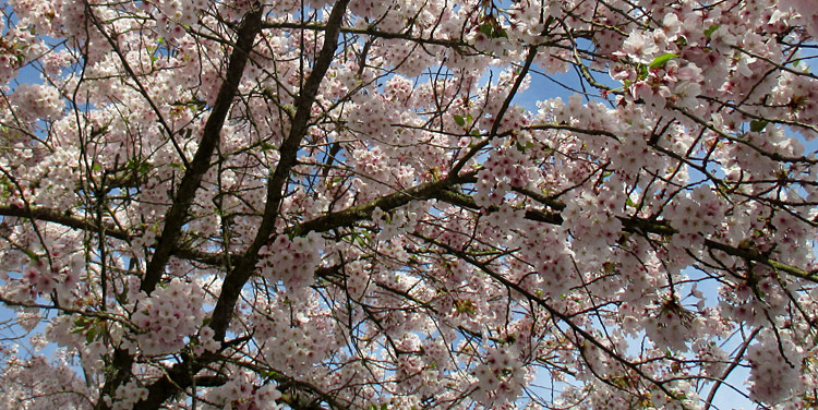 cherry branches