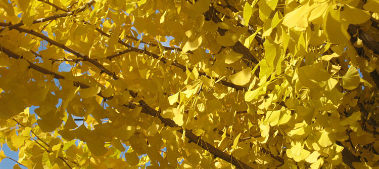 gingko branches